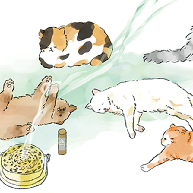 CHILL CAT / Incense Sticks