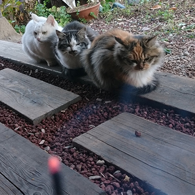 CHILL CAT / Incense Sticks