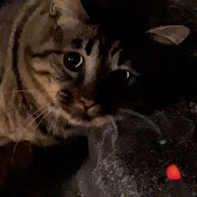CHILL CAT / Incense Sticks